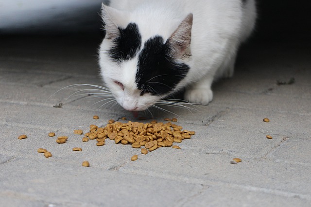 Comment nourrir les animaux dans le respect de leur régime alimentaire