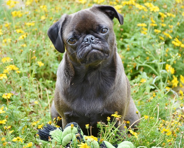 8 techniques pour éduquer un animal