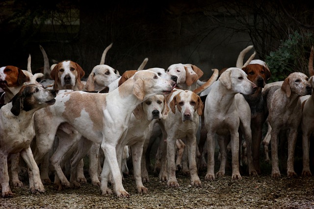Comprendre le comportement des chiens : décryptage des signaux corporels