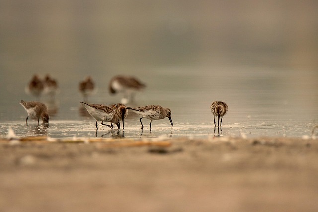 les animaux sauvages les plus fascinants de la planète
