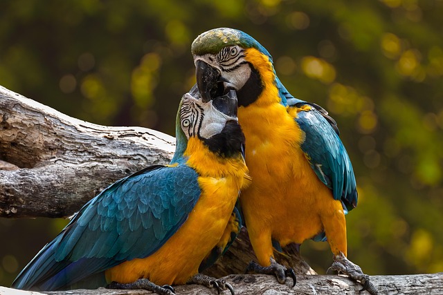 Top 5 des animaux exotiques à adopter et leurs besoins spécifiques