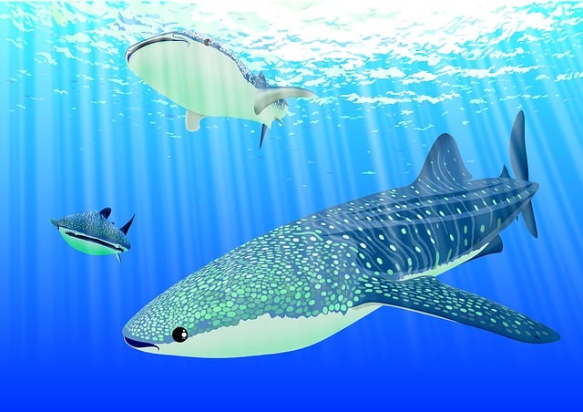 6 des plus rares animaux marins